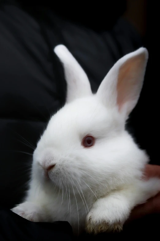 the rabbit is taking a moment to sit in someones arm