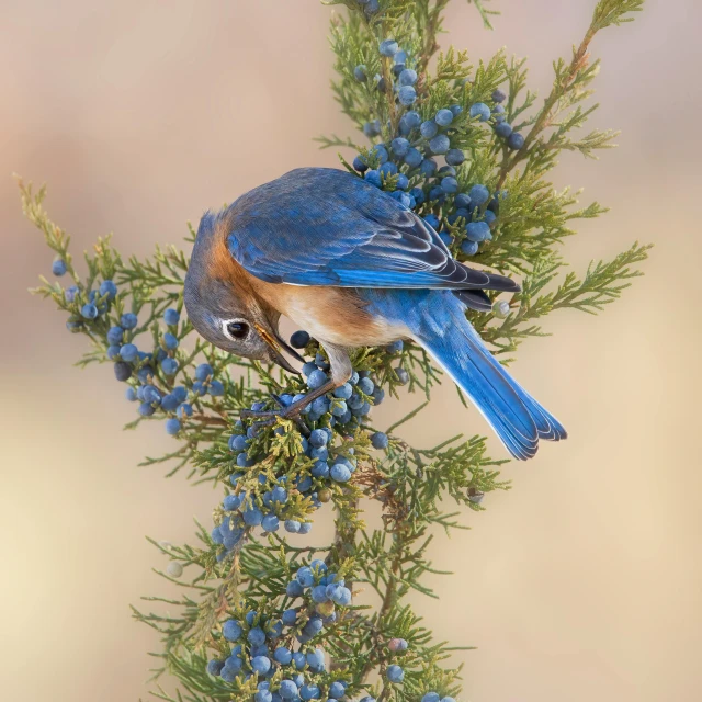 a blue bird is perched on some small blue berries