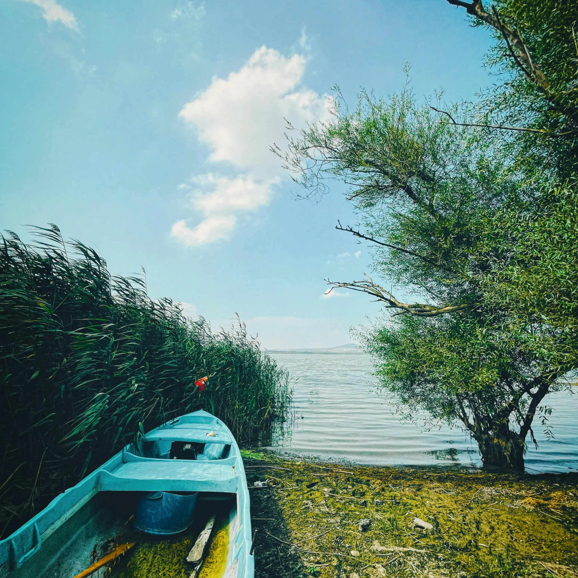 a boat is moored to the shore by trees