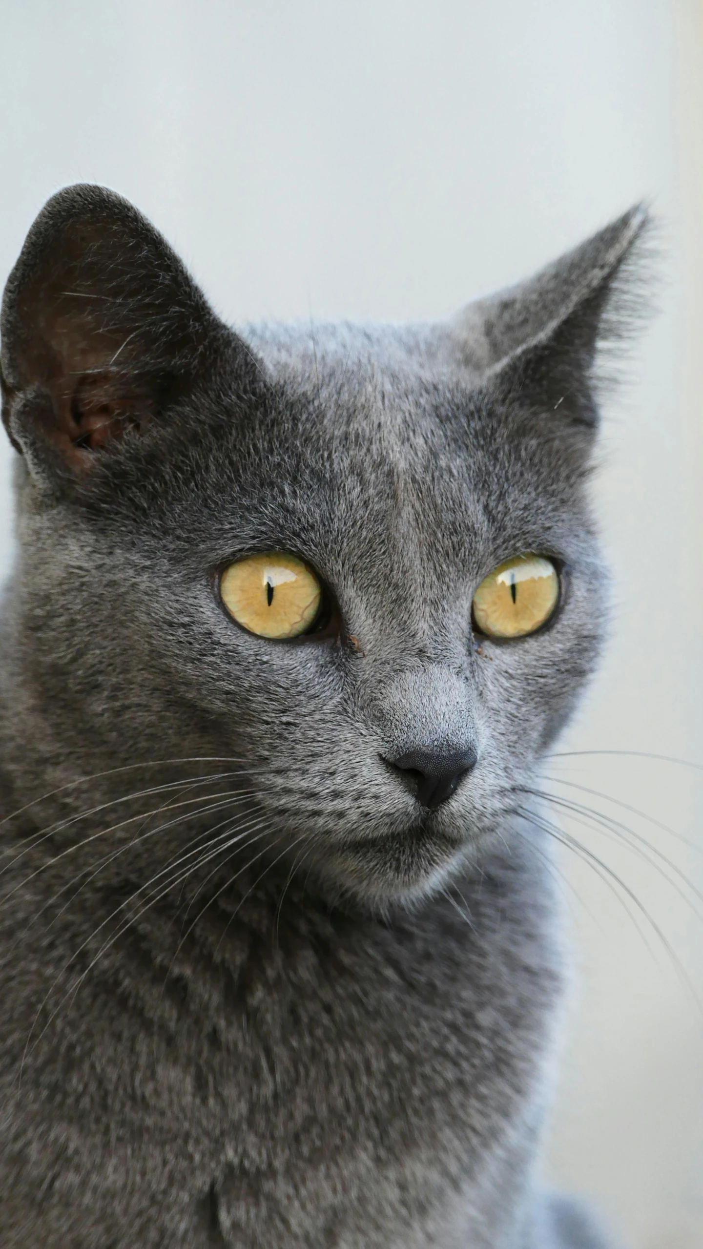 a close up po of a gray cat