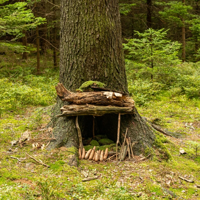 a small wooden shelter built near the side of a tree in the forest