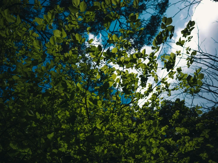 trees are seen through the nches and leaves of the tree