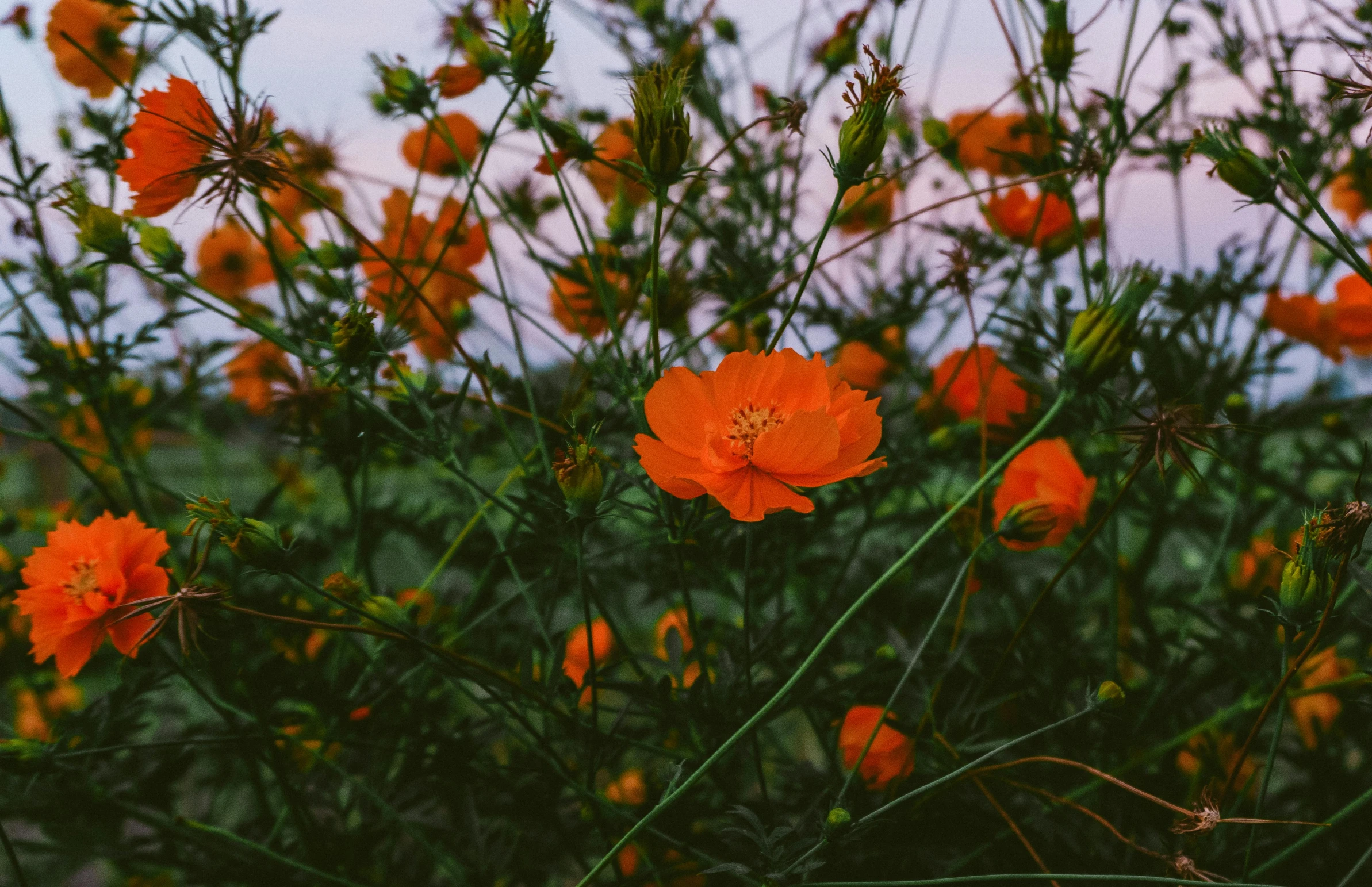 orange flowers with very large leaves near a hill