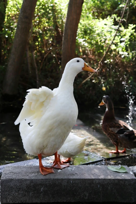 two ducks stand on a rock beside a water way