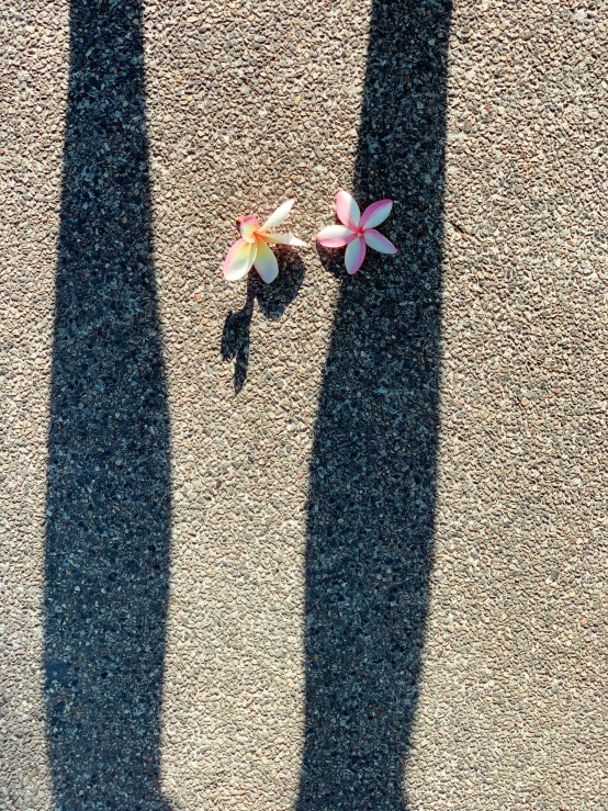 a shadow of two people with small pink flowers