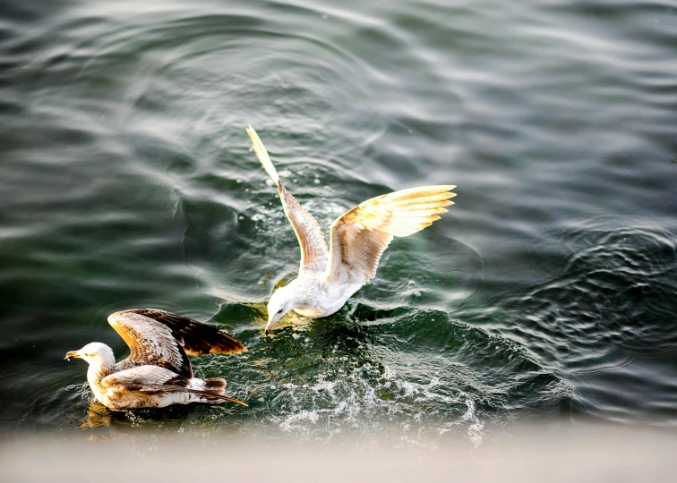 a couple of ducks floating next to each other on top of water