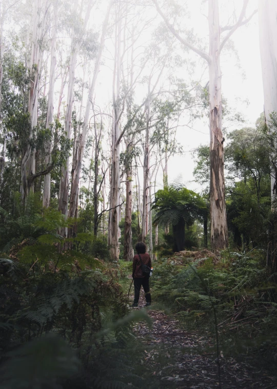 two people standing on a trail in the woods