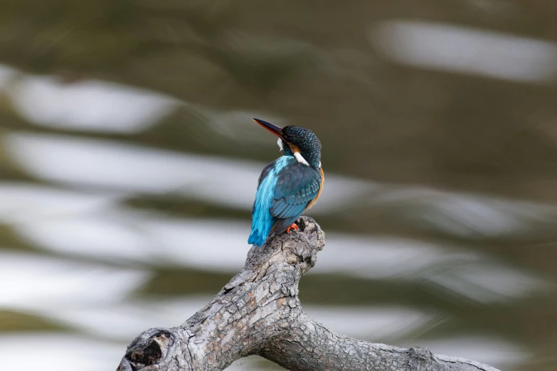 a small bird sitting on a nch near water