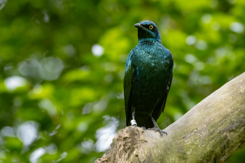 the blue bird is perched on top of the tree nch