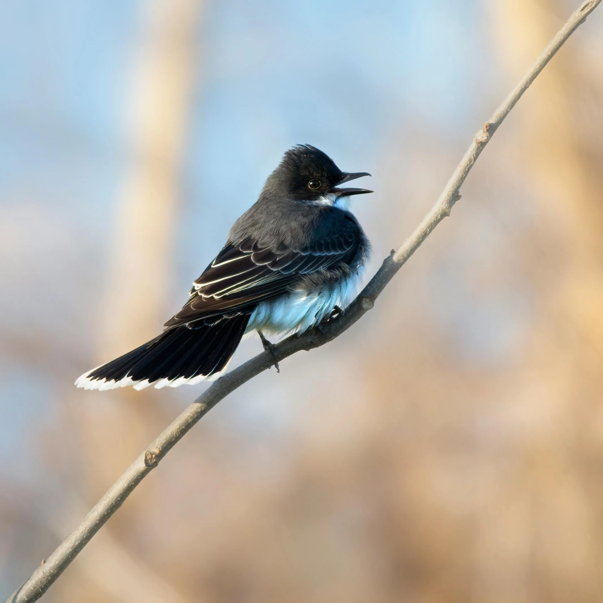 a little black bird with blue on its chest perched on a nch