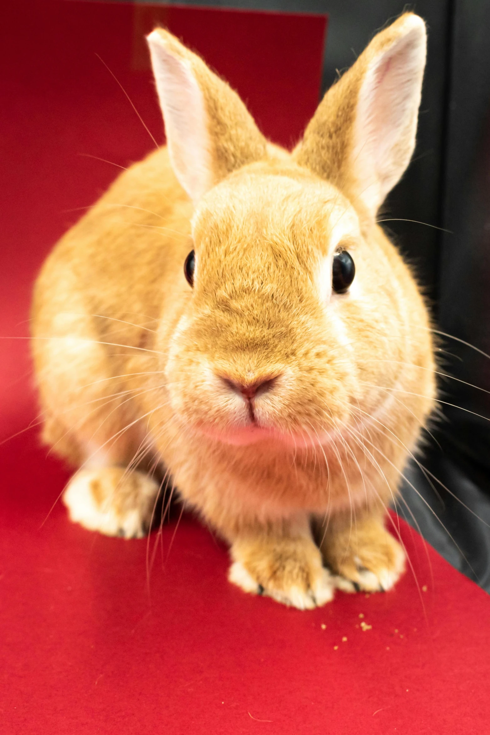 the brown bunny has his ears wide open