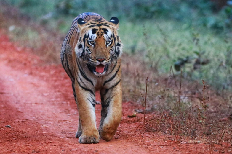 a large tiger walking across a red dirt road