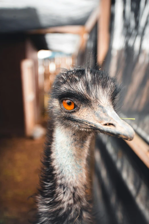 an emu head poking out from its neck