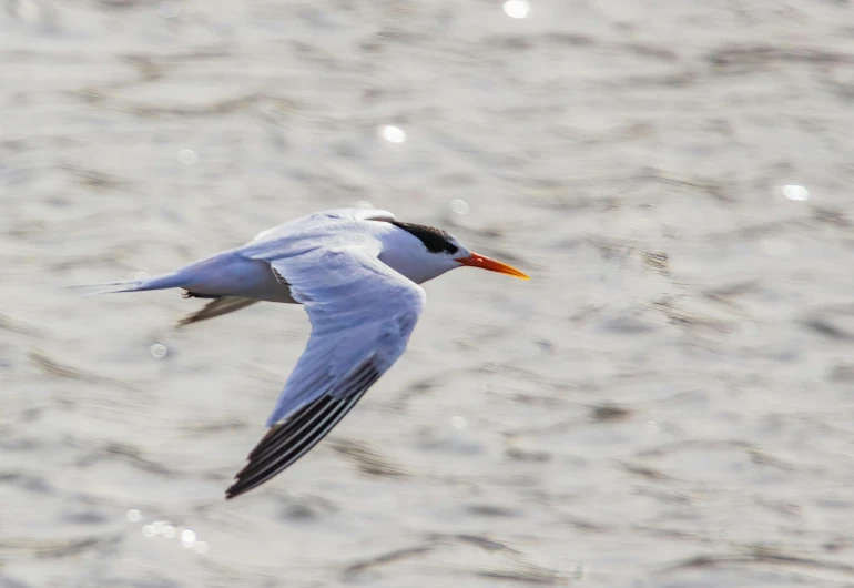 a bird with yellow beak is flying over water