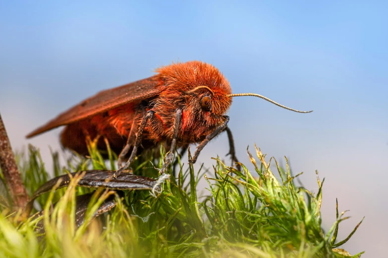 a red insect with its head on top of some grass