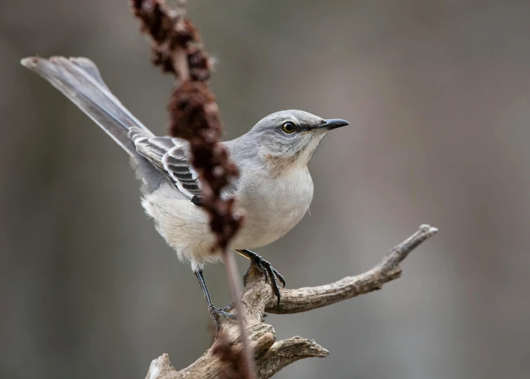 the small bird is perched on the tree nch