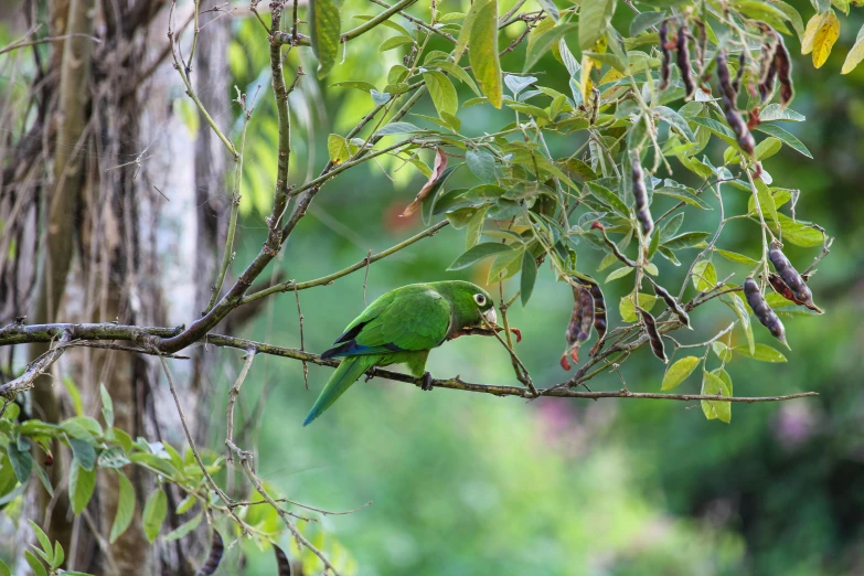 a green bird sitting on top of a leaf covered tree nch