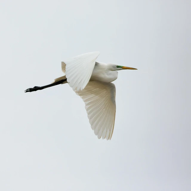 the white bird is flying on the cloudy day