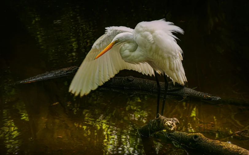 white heron stretching its wings out as it rests on a nch in the water