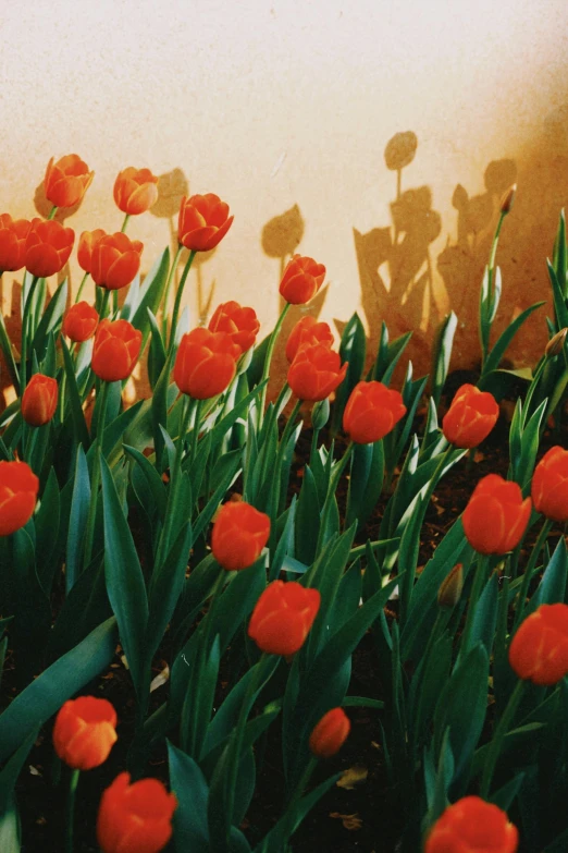 small red flowers with one shadow behind it