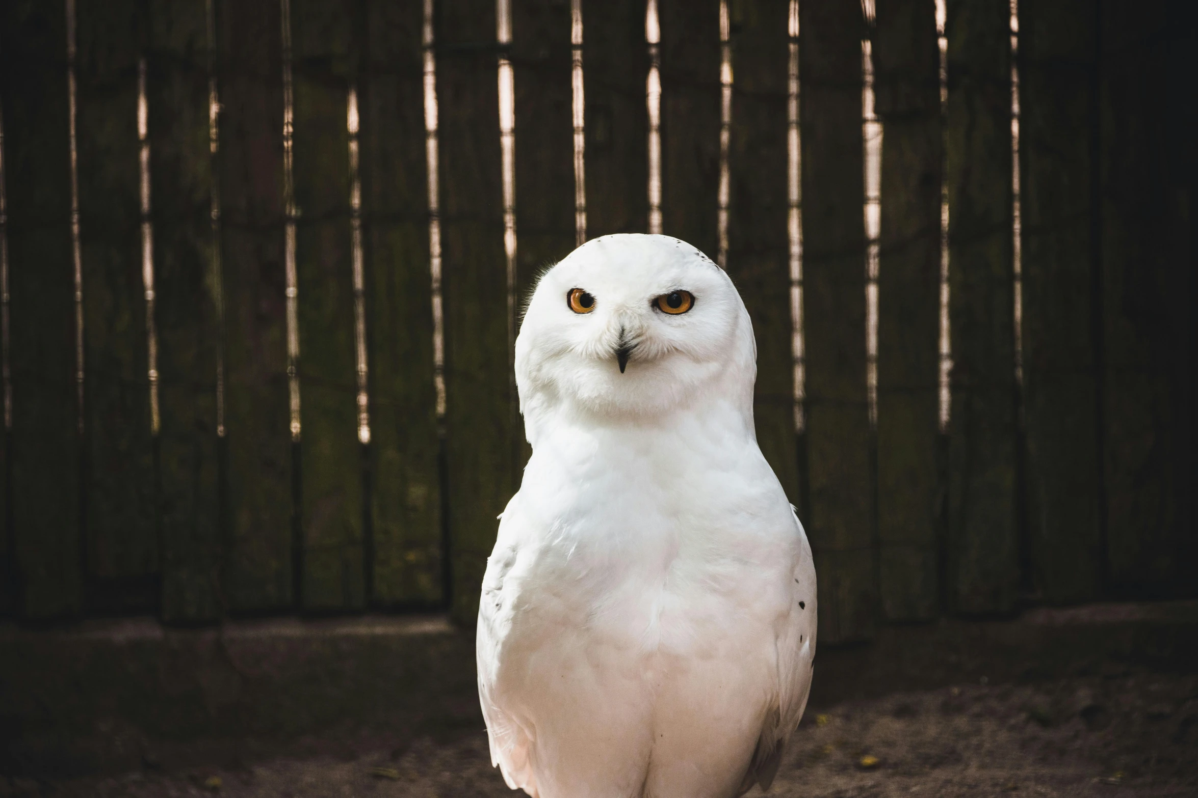 a snowy owl sits on the ground in front of a bamboo fence