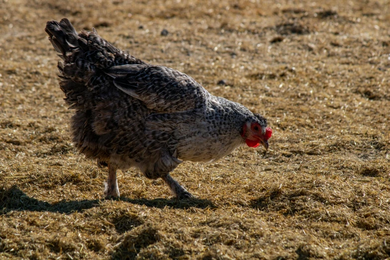 a grey chicken is walking around the grass