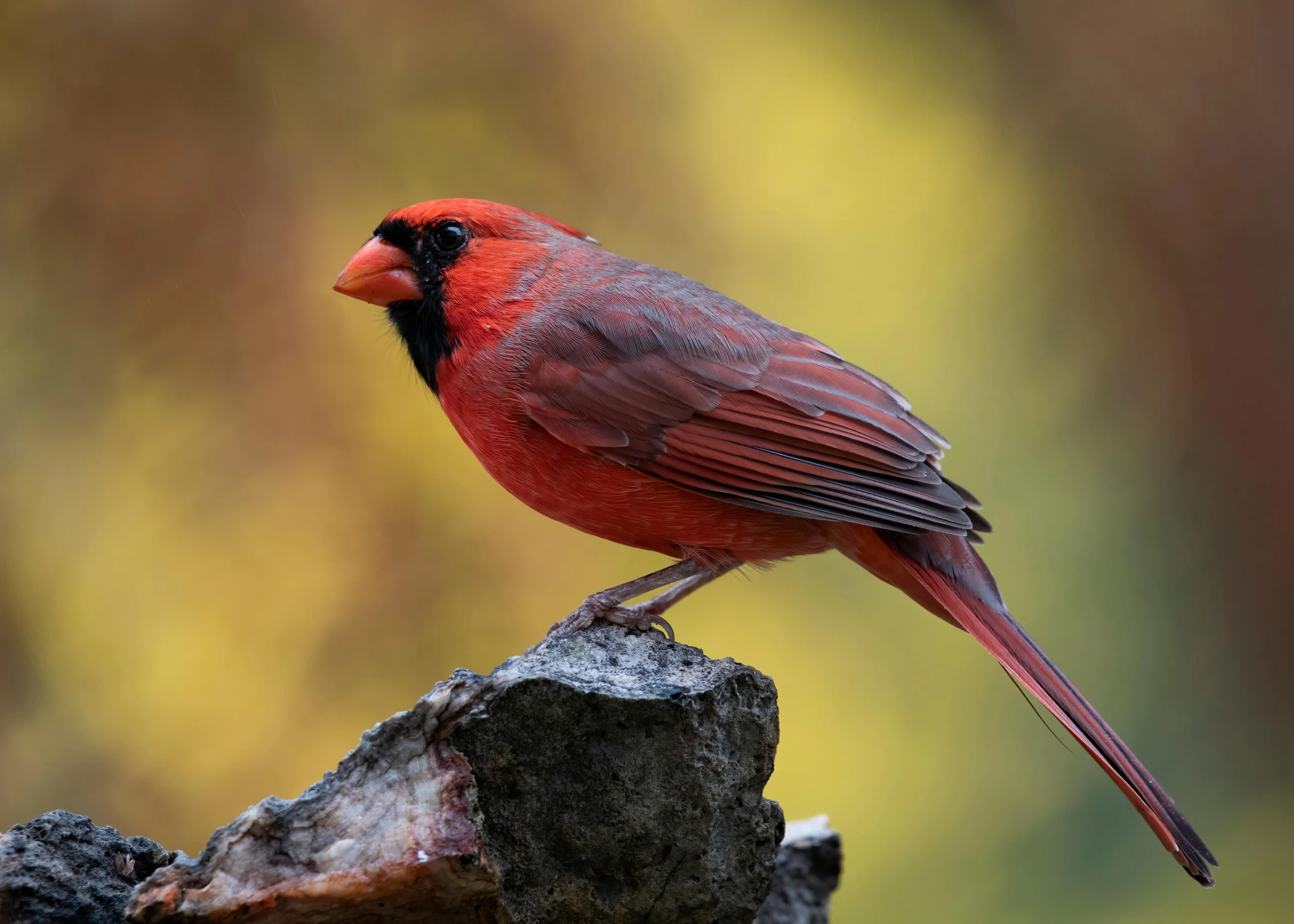 a red bird sits on top of a nch