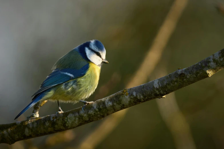 the bird is perched on a nch of a tree