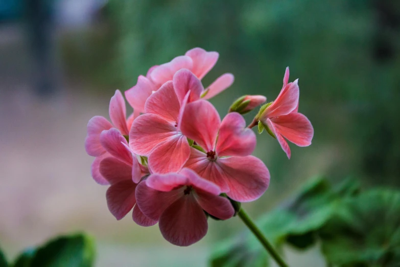 a pink flower that is standing next to a plant