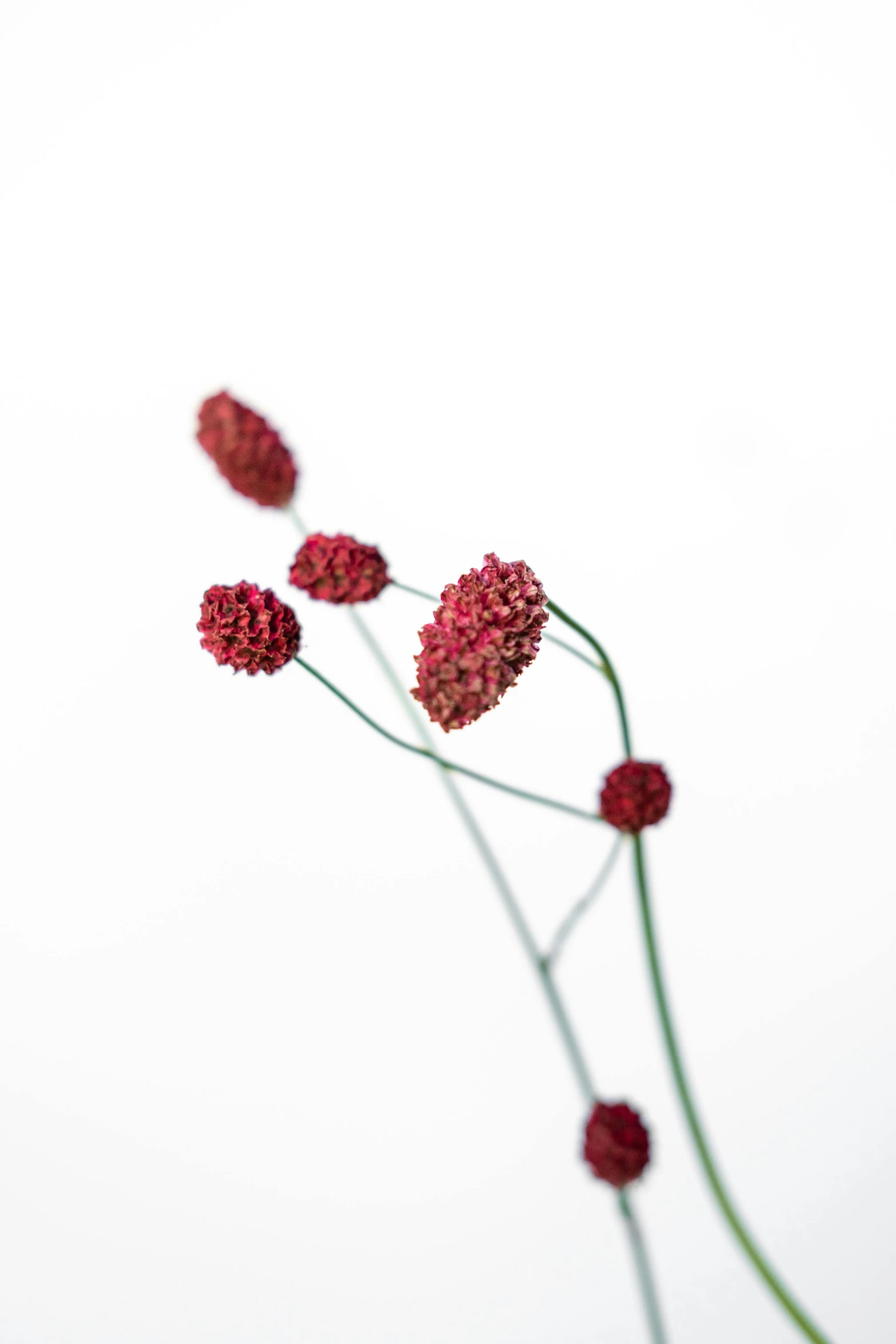 a stalk of red flowers with the sky in the background