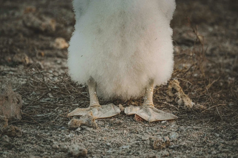 a chicken standing on its foot in the dirt