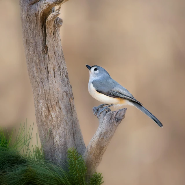 the blue bird sits on the top of a wooden nch