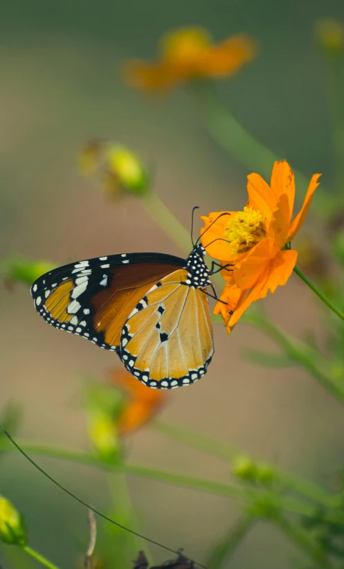 a erfly resting on some flowers in a field