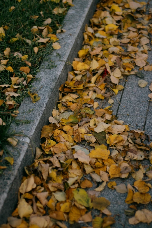 the fall leaves are laying on the curb near the curb