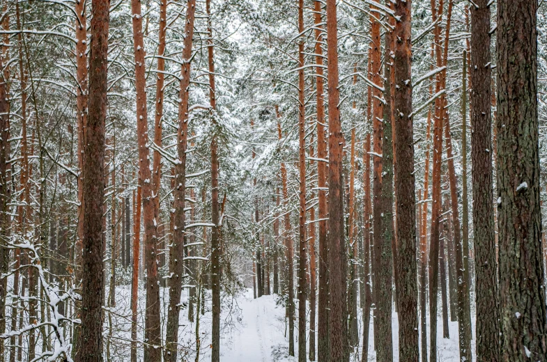 a snowy path through an area covered in tall pines