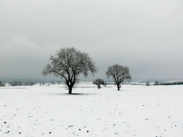 two trees that are standing in the snow