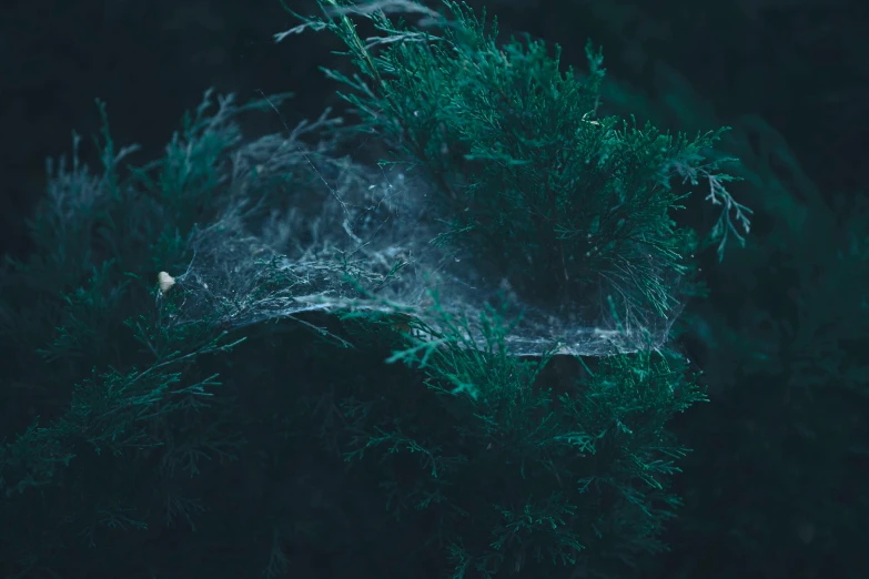 an image of some dark green plants with white flowers