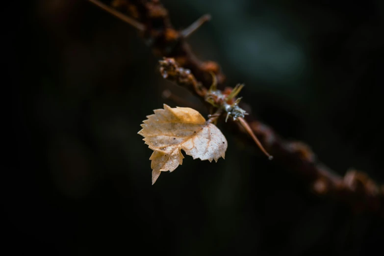 a leaf has fallen from a tree