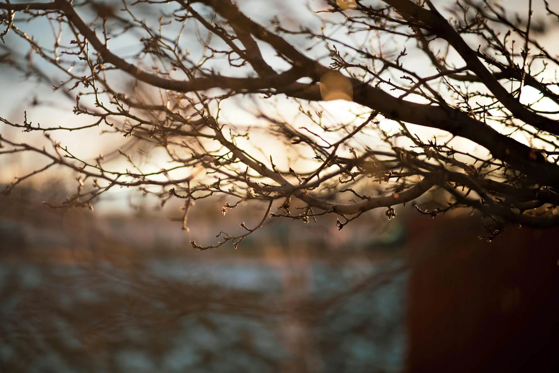 tree nches in front of a brick wall with the sunset reflecting off the sky behind it