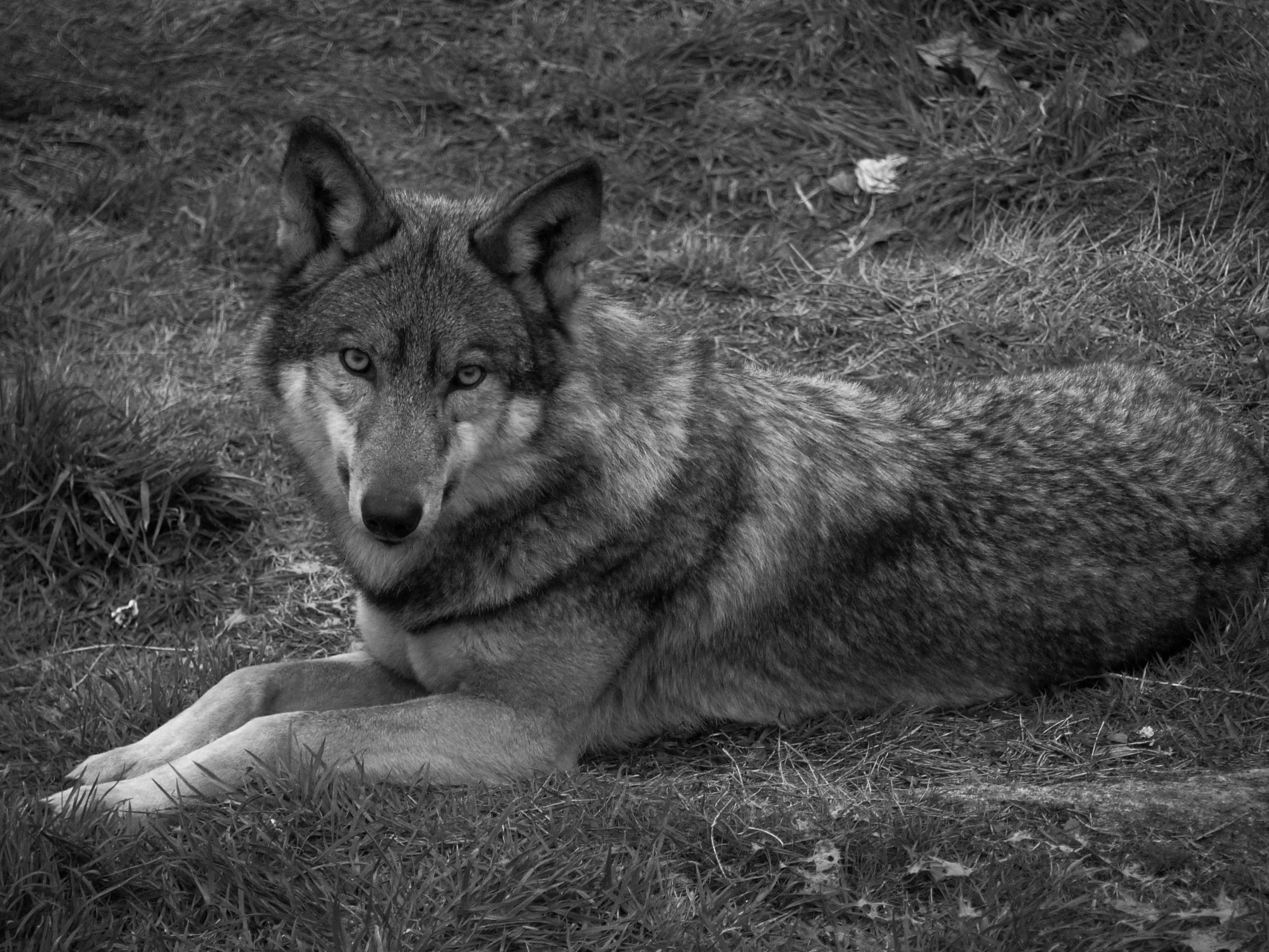 black and white po of wolf laying in grass