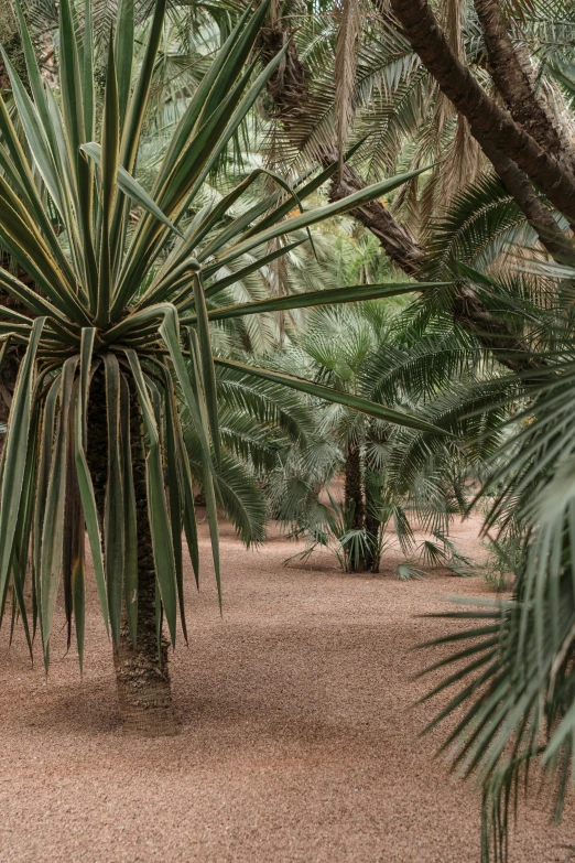 a large palm tree surrounded by leaves in a park