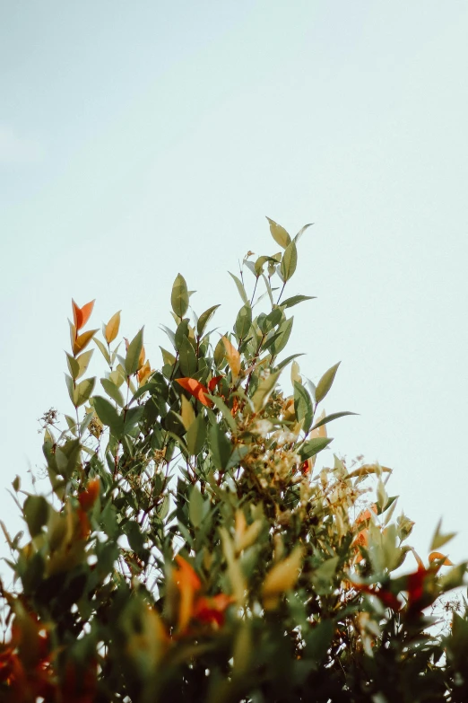 a sky that is over some orange bushes