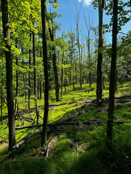 the sun is shining through the trees in the woods