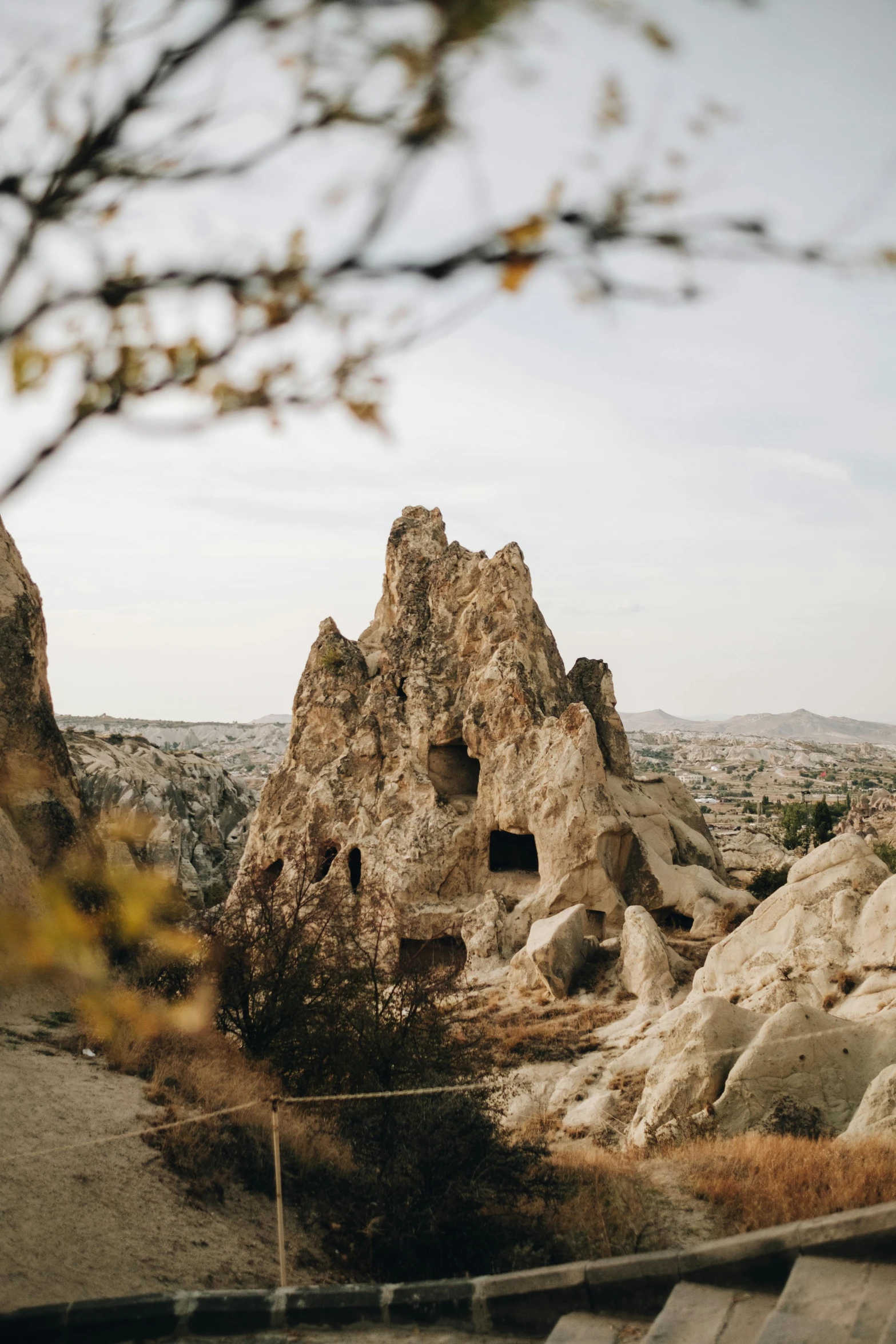 a tree growing through the rock formations