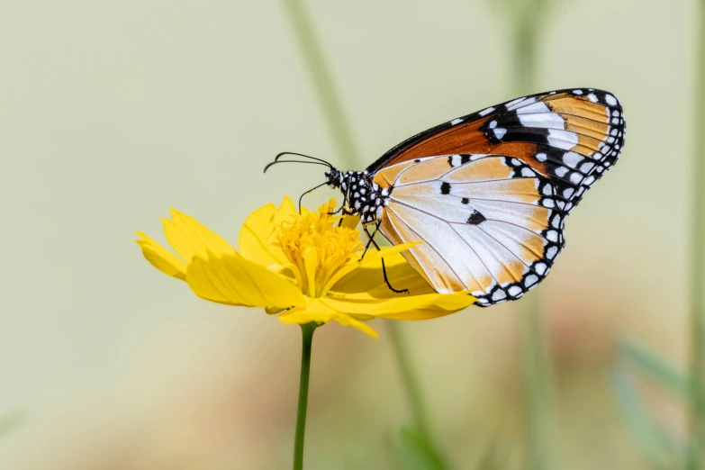 a close - up of a erfly on a flower