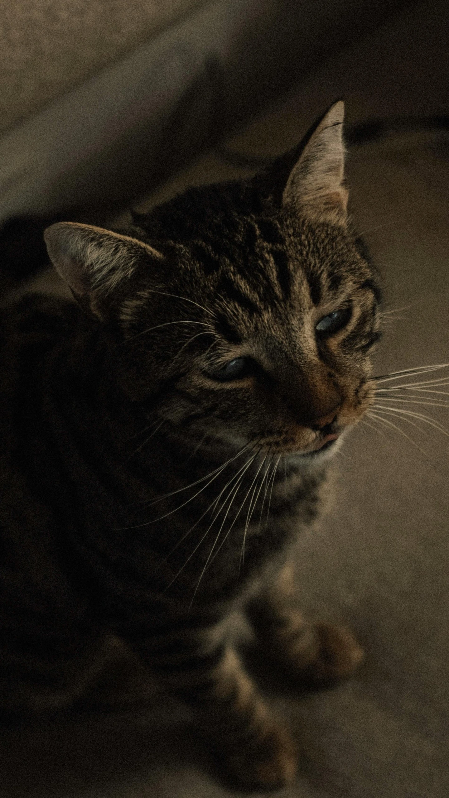 a gray black and brown cat and a white object