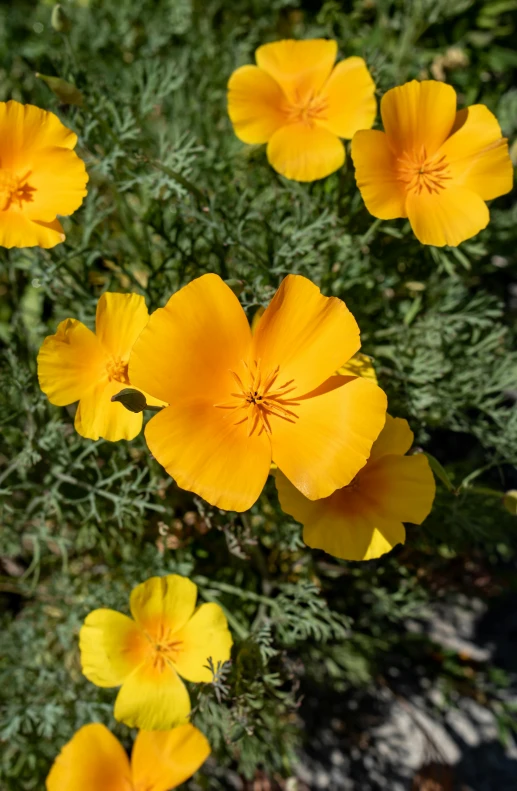 bright yellow flowers are on a green bush