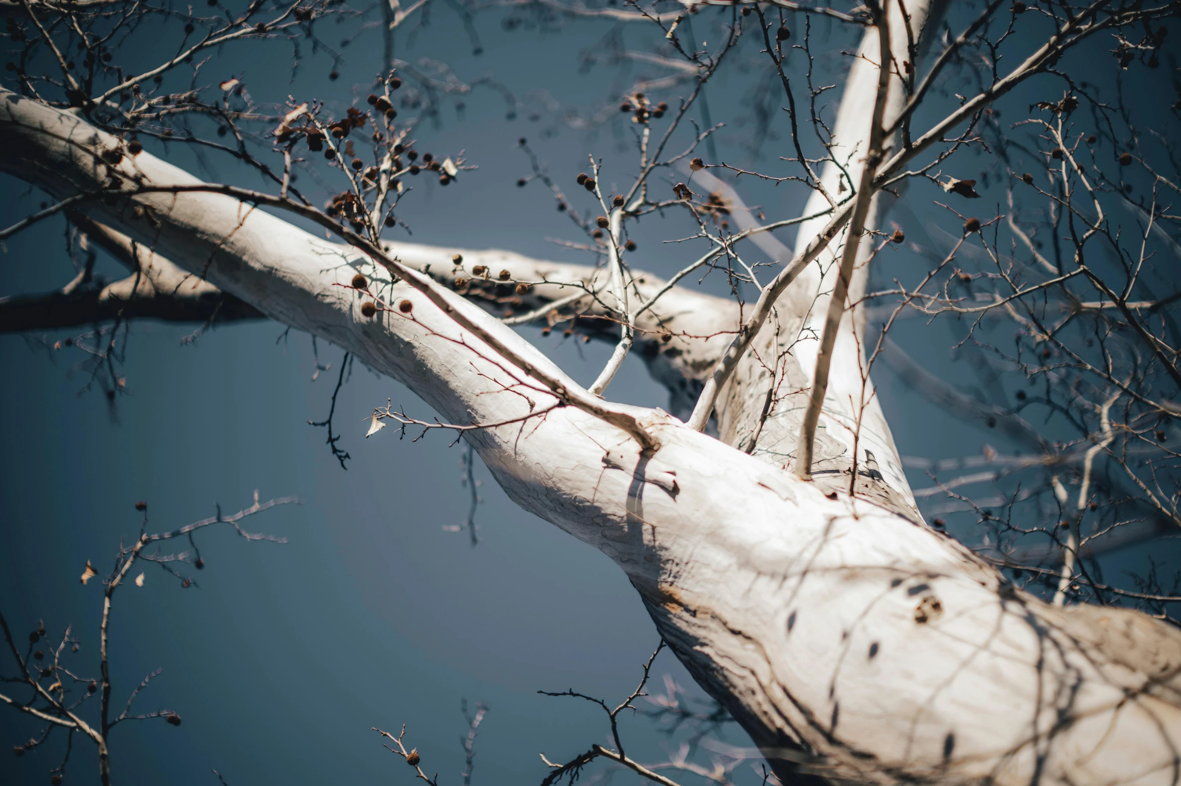 the bare nches on a tree against a blue sky