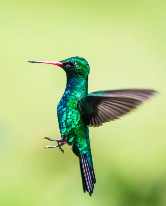 the bird has a bright green wings and blue body