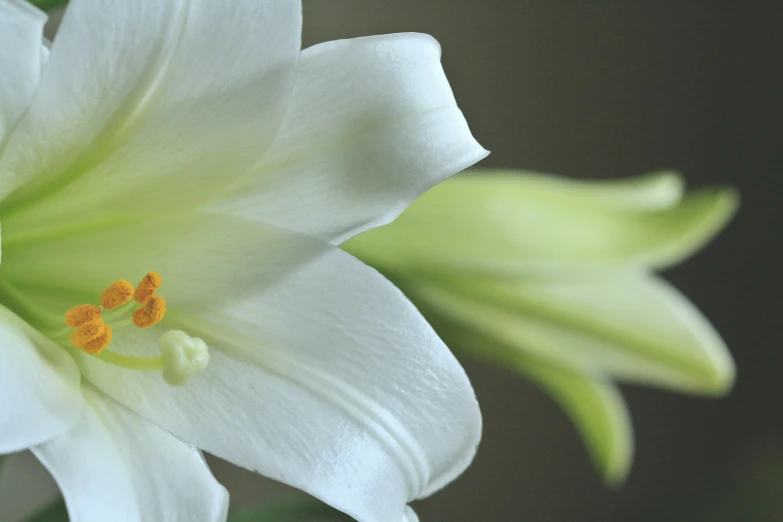 a close up of some white flowers in a vase